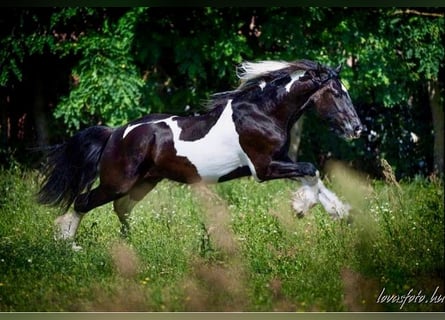Barock Pinto, Ruin, 8 Jaar, 164 cm, Gevlekt-paard