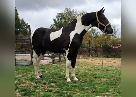 Barockpinto, Hengst, 1 Jahr, 153 cm, Schecke