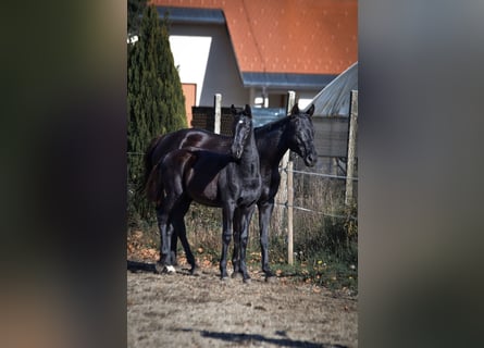 Barockpinto, Hengst, 1 Jahr