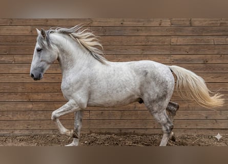 Barockpinto, Hengst, 2 Jahre, 154 cm, Schecke