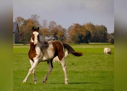 Barockpinto, Hengst, 2 Jahre, 160 cm, Overo-alle-Farben