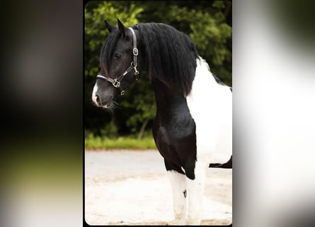 Barockpinto, Hengst, 2 Jahre, 161 cm, Schecke