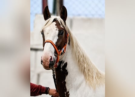 Barockpinto, Hengst, 2 Jahre, 164 cm, Sabino