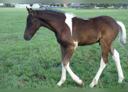 Barockpinto, Hengst, 2 Jahre