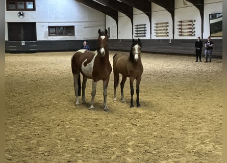 Barockpinto, Hengst, 2 Jahre, Schecke