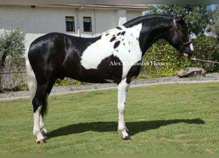 Barockpinto, Hengst, 3 Jahre, 162 cm
