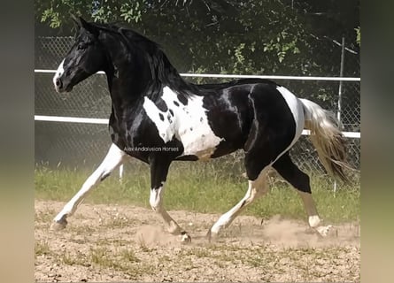 Barockpinto, Hengst, 3 Jahre, 162 cm
