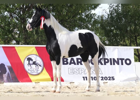 Barockpinto Mix, Hengst, 3 Jahre, 166 cm, Tobiano-alle-Farben
