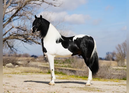Barockpinto, Hengst, 5 Jahre, 170 cm, Schecke