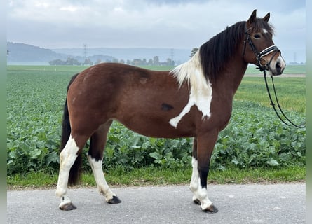 Barockpinto, Stute, 7 Jahre, 154 cm, Schecke