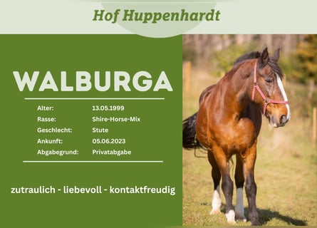 Barockpinto Mix, Stute, 27 Jahre, 165 cm, Brauner