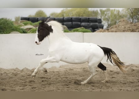 Barockpinto, Stute, 4 Jahre, 170 cm, Schecke