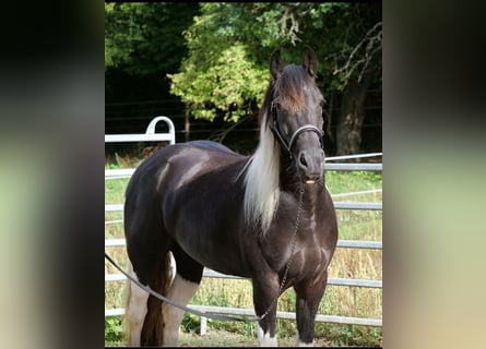 Barockpinto Mix, Stute, 6 Jahre, 158 cm, Schecke