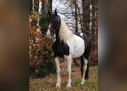 Barockpinto, Stute, 6 Jahre, 162 cm, Schecke