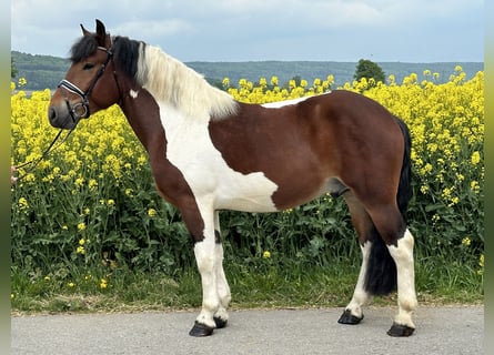Barockpinto, Wallach, 3 Jahre, 155 cm, Schecke