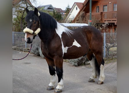 Barockpinto Mix, Wallach, 4 Jahre, 158 cm, Schecke