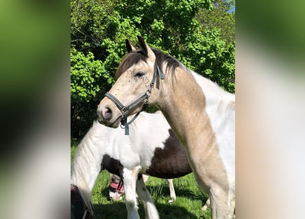 Barockpinto, Wallach, 5 Jahre, 158 cm, Buckskin