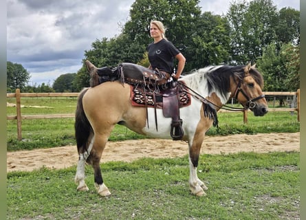 Barokowy pinto, Klacz, 12 lat, 159 cm, Srokata