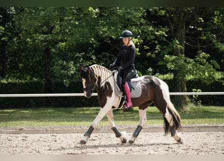 Barokowy pinto, Klacz, 6 lat, 162 cm, Tobiano wszelkich maści