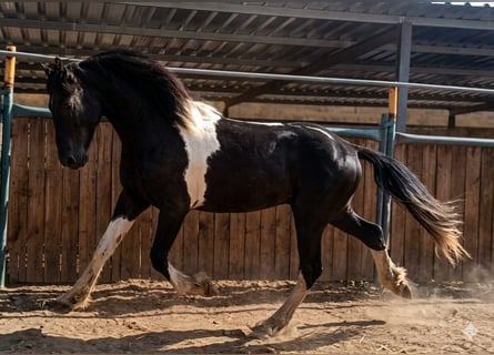 Barokowy pinto, Ogier, 3 lat, 152 cm, Srokata