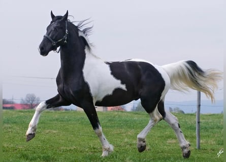 Barokowy pinto, Ogier, 12 lat, 172 cm, Tobiano wszelkich maści