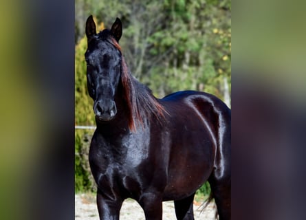 Barokowy pinto, Wałach, 2 lat, 170 cm, Kara