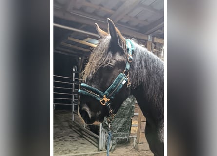 Barokowy pinto Mix, Wałach, 3 lat, 155 cm, Skarogniada
