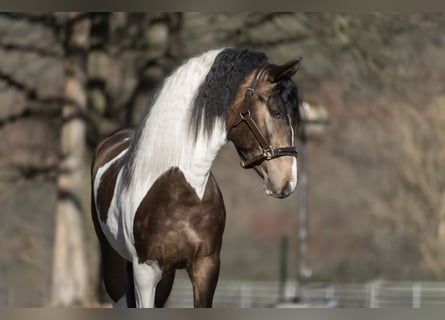 Barokowy pinto Mix, Wałach, 3 lat, 155 cm, Srokata
