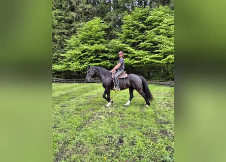Barokowy pinto, Wałach, 5 lat, 165 cm, Kara