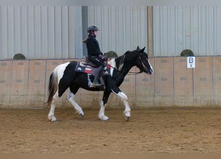 Barokowy pinto, Wałach, 4 lat, 150 cm, Srokata