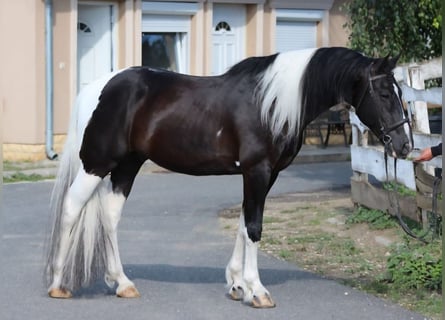 Baroque Pinto, Gelding, 13 years, 16,1 hh, Pinto