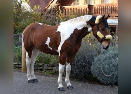 Baroque Pinto Mix, Gelding, 3 years, 16 hh, Pinto