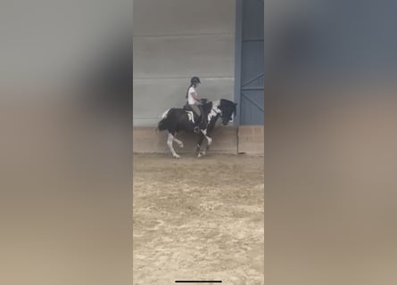 Baroque Pinto, Gelding, 5 years, 15.2 hh, Pinto