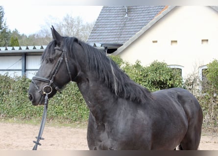 Baroque Pinto, Mare, 11 years, 16 hh, Pinto