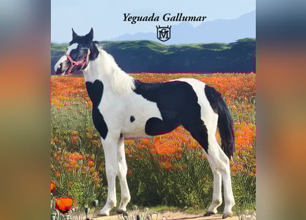 Baroque Pinto, Mare, 1 year, 15.1 hh, Pinto