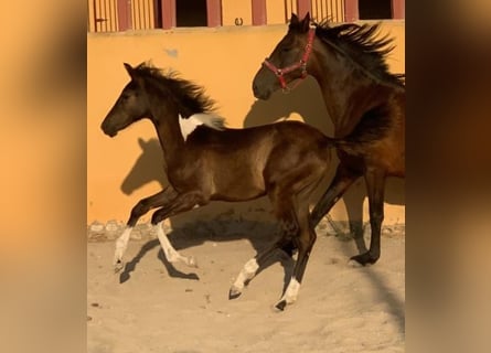 Baroque Pinto, Mare, 1 year, 15,3 hh