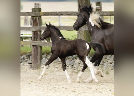 Baroque Pinto, Mare, 1 year, 16,1 hh, Pinto