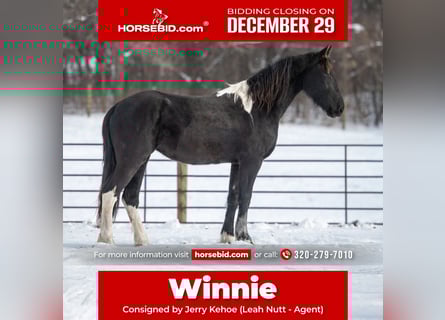 Baroque Pinto, Mare, 3 years, 14.3 hh, Black