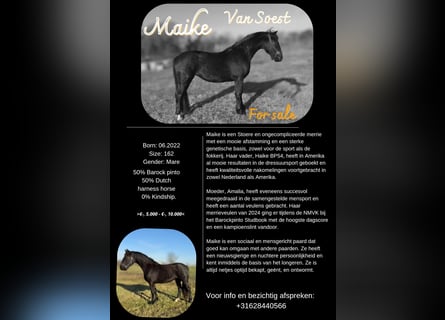 Baroque Pinto, Mare, 3 years, 15,3 hh, Black