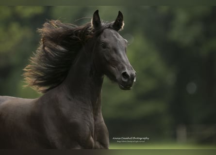 Baroque Pinto, Mare, 3 years, 15,2 hh, Black