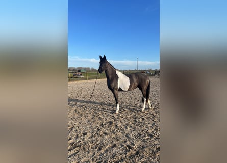Baroque Pinto, Mare, 3 years, 15,3 hh, Tobiano-all-colors