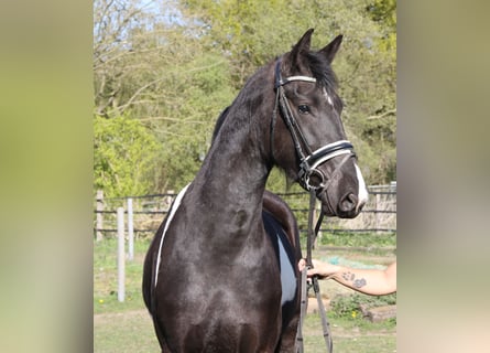 Baroque Pinto, Mare, 3 years, 16.2 hh, Pinto
