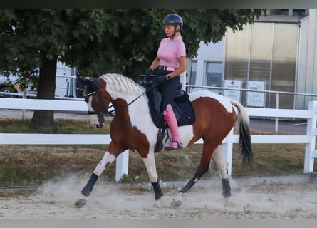 Baroque Pinto, Mare, 6 years, 15.2 hh, Pinto