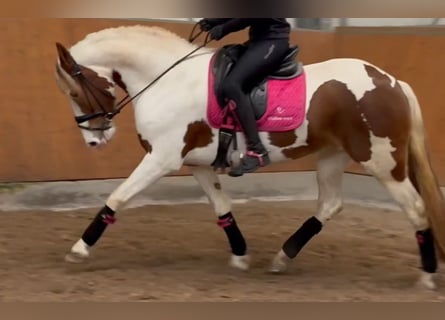 Baroque Pinto, Mare, 6 years, 15,2 hh, Pinto