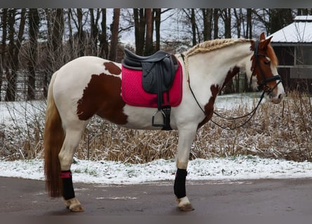 Baroque Pinto, Mare, 6 years, 15,2 hh, Pinto