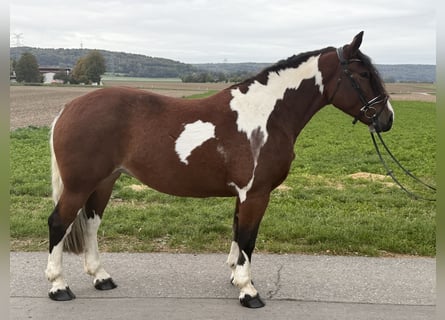 Baroque Pinto, Mare, 7 years, 15.2 hh, Pinto
