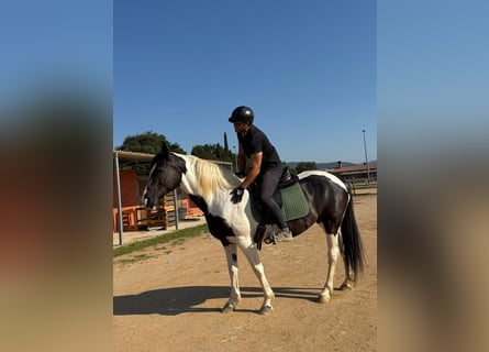 Baroque Pinto, Mare, 9 years, 15.1 hh, Pinto