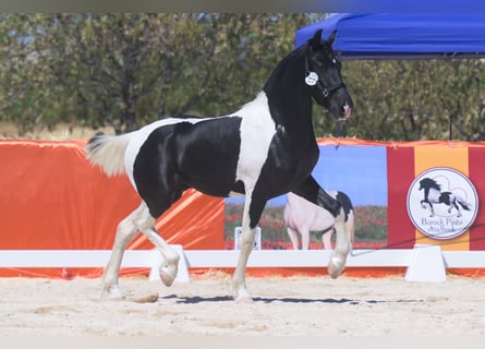 Baroque Pinto, Stallion, 1 year, 15 hh, Pinto