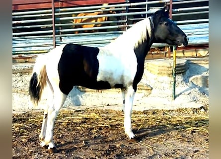 Baroque Pinto, Stallion, 2 years