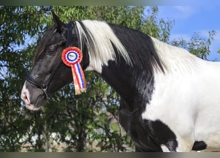 Baroque Pinto, Stallion, 4 years, 16.2 hh, Tobiano-all-colors